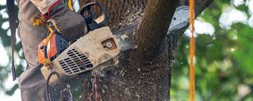 How Our Tree Care Process Works  in  Fate, TX